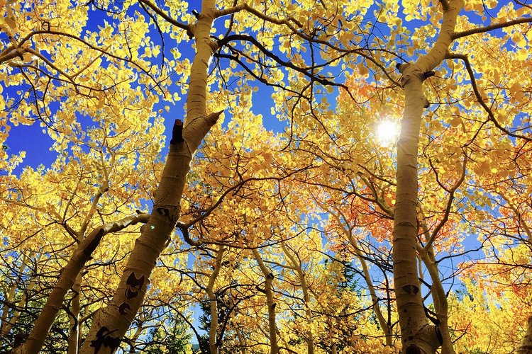 leaves-1363766_960_720_THUMB.jpg