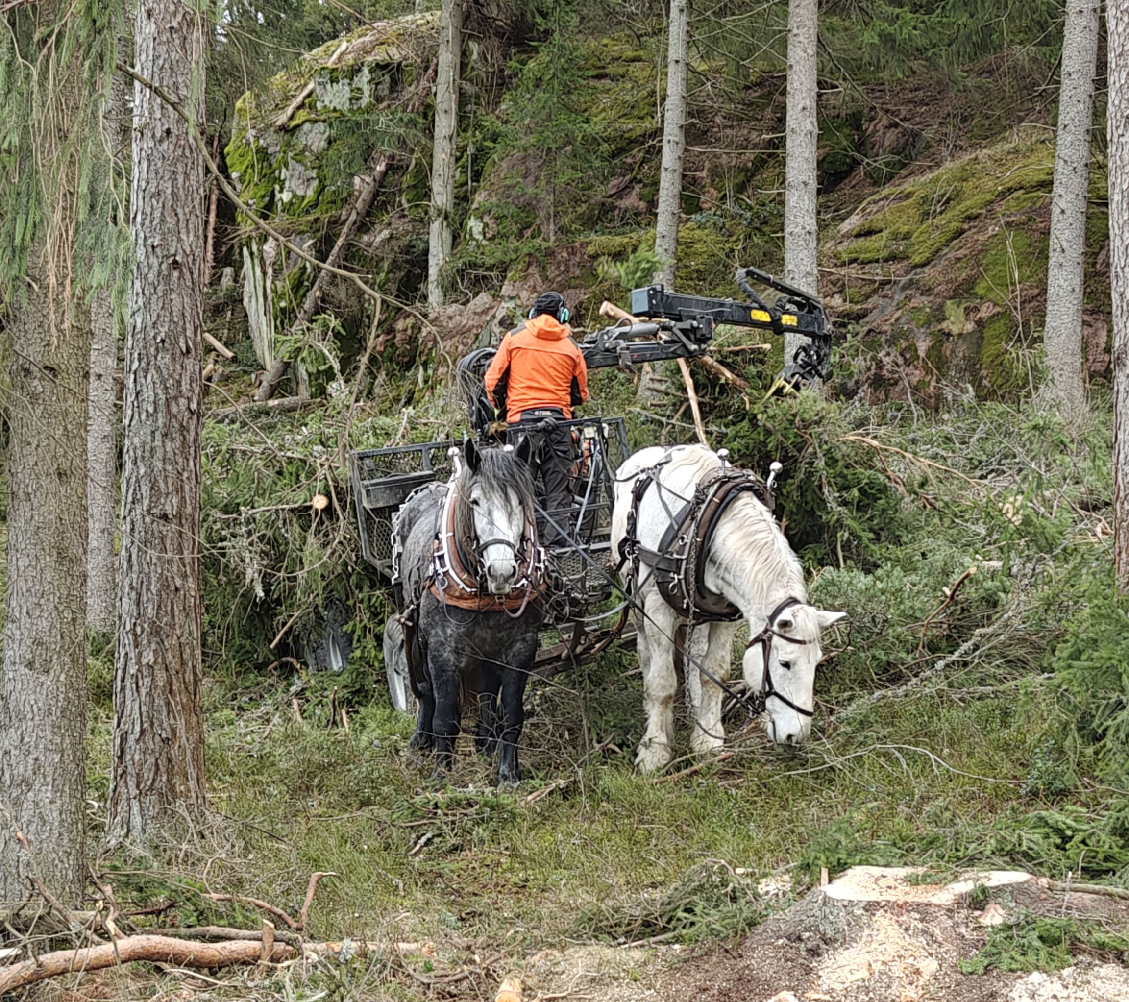 Kaksi työhevosta metsäkoneen edessä ja