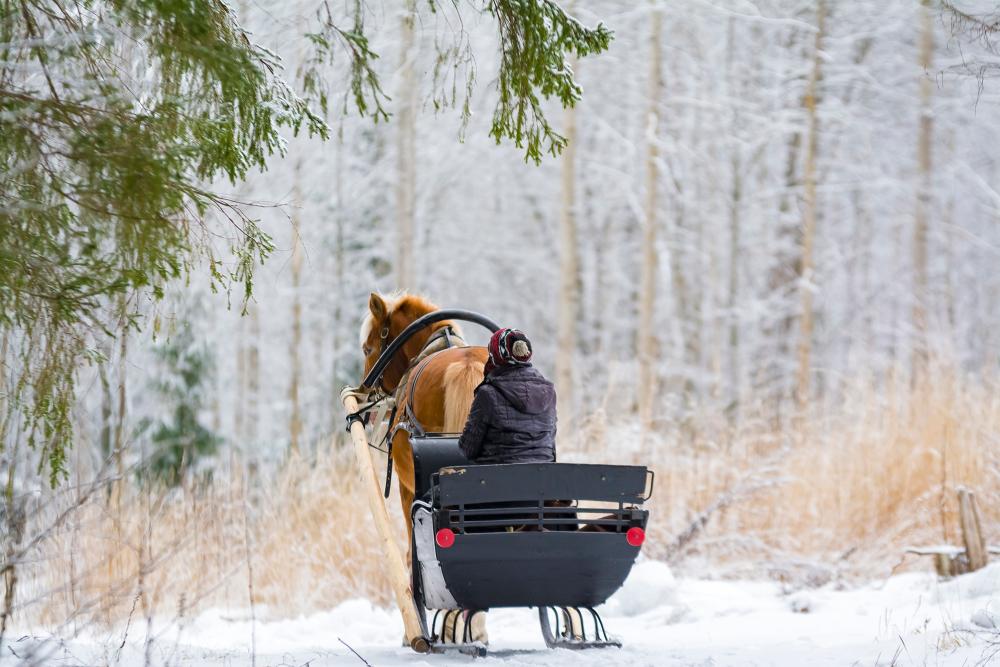 Talvisessa metsässä hevosen vetämä reki. Kuva: iStock.