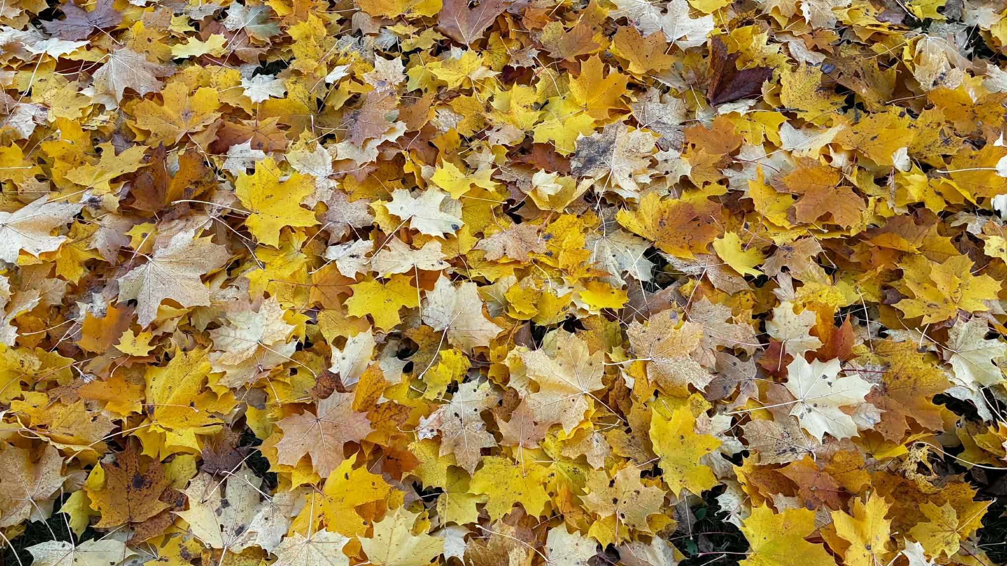 Vaahteranlehtiä. 