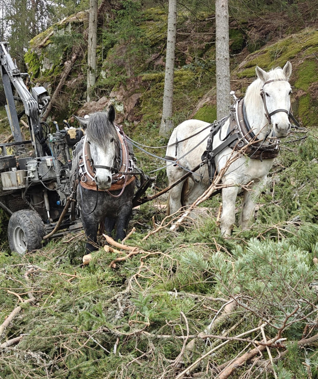 Kaksi työhevosta metsäkoneen äärellä ja koneen kyydissä kuljettaja selin kameraan.