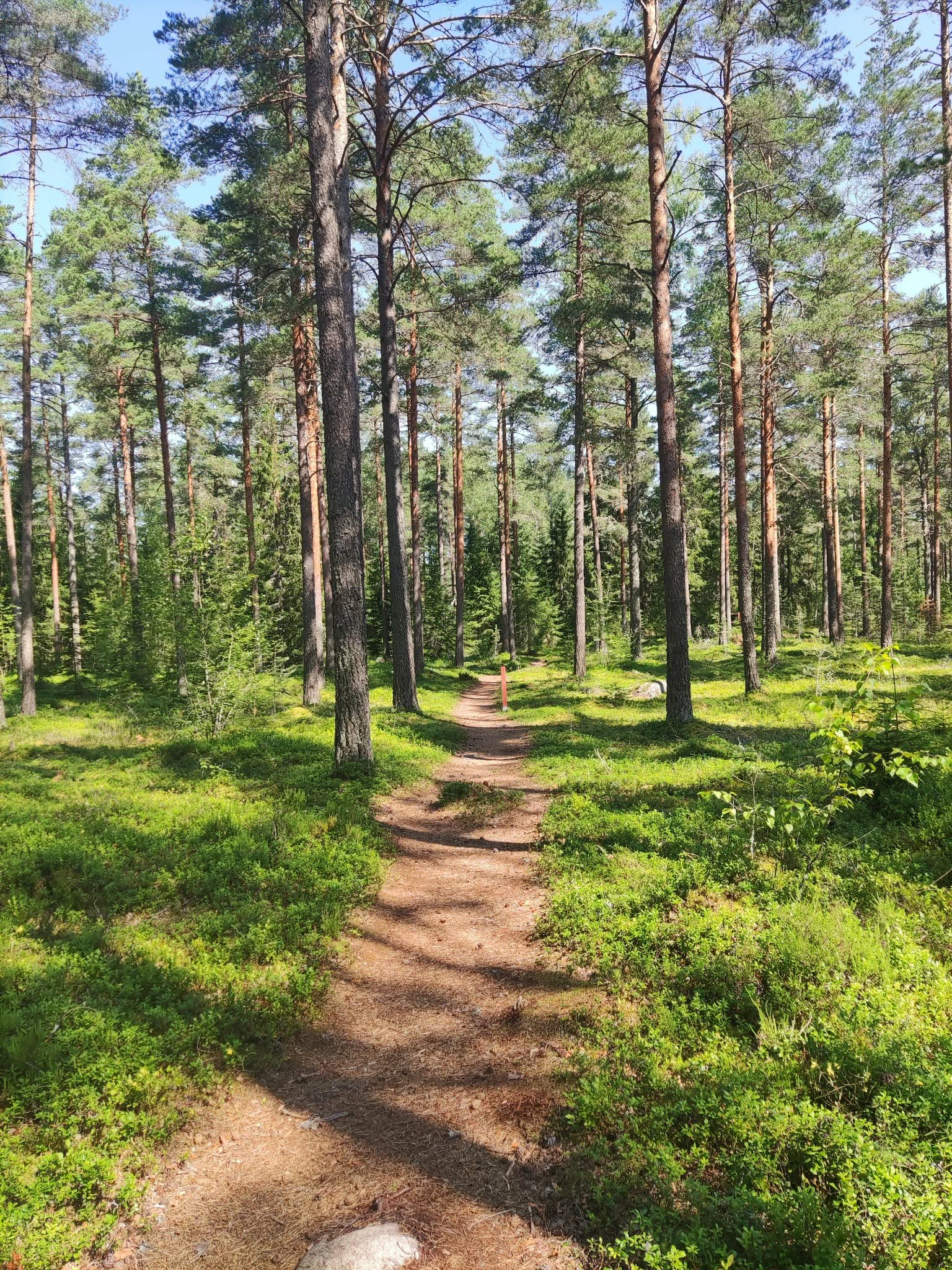 Metsää, polku, aurinkoista. 
