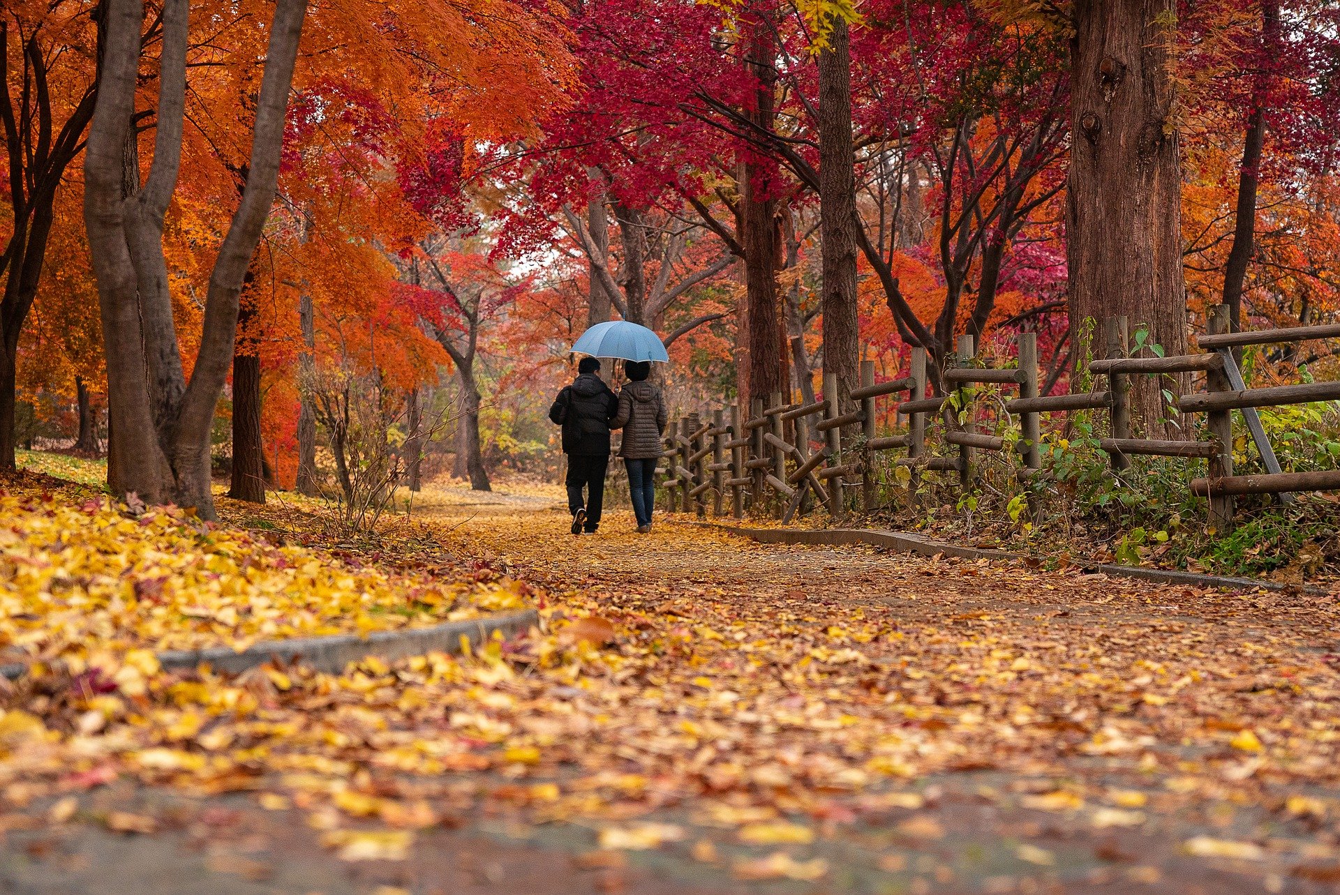 Takaapäin etäältä kuvattu pariskunta kävelee käsikynkkää sateenvarjon alla syksyisessä puistossa.